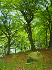 forest with large beech trees with leaves illuminated by bright morning sunshine and boulders on the ground