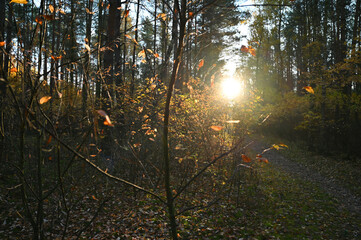 Jesienne drzewo w słońcu © Pawe
