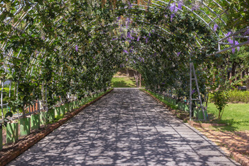 A path that cuts through an arch full of Sandpaper Vine