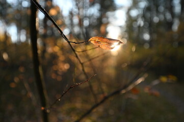 Jesienny liść w słońcu © Pawe