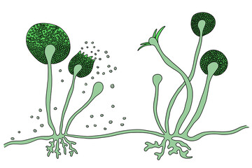 Structure of Rhizopus mold, also known as bread mold