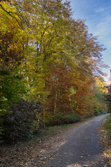 Tree with colourful autumn leaves by the wayside