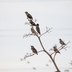 Un grupo de aves posados en una rama seca.  - obrazy, fototapety, plakaty