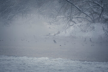 Variety of water birds in Neris river, Vilnius, Lithuania. Fog above water surface. Cold harsh winter. Selective focus on the animals, blurred background.