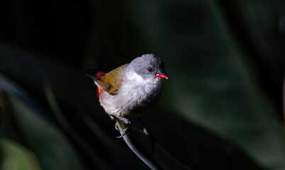 See Waxbill on the perch