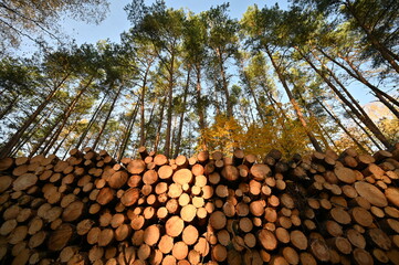 Fototapeta premium Ścięte drzewa w lesie z niebem
