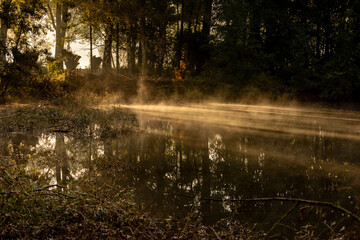 Morning in the forest Belgium 2