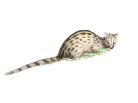 Illustration watercolor of genetta (Gineta) on white background. 