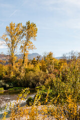 Münchenstein, Birs, Fluss, Birstal, Baselland, Arlesheim, Reinach, Wald, Waldweg, Auwald, Uferweg,...