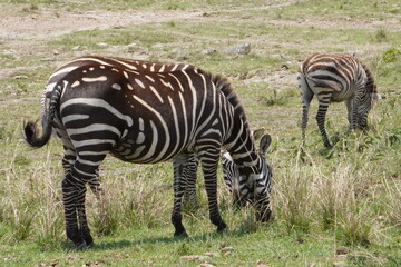  A different pattern of a zebra.
