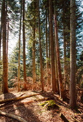 Alpiner Gebirgsnadelwald Sonnenstrahlen die durch die Bäume scheinen