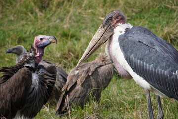Obraz premium A looming fight between a marabou and the largest vulture