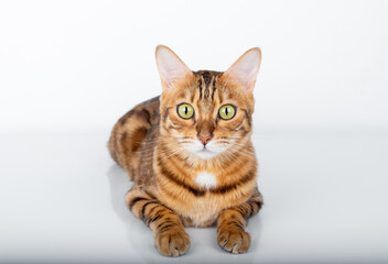 Fototapeta premium Lying Bengal cat with green eyes on a white background.