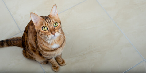 Top view of cute bengal cat standing and looking at camera with copy space.