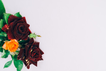 Beautiful dark roses for design on a white background