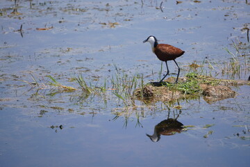  A reflection of a Jacana bird.