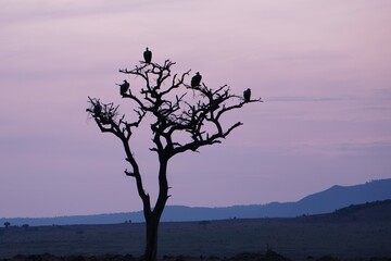Obraz premium A silhouette of a tree with vultures