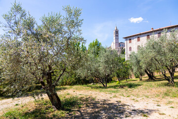 Olive trees in Assisi village in Umbria region, Italy. The town is famous for the most important Italian Basilica dedicated to St. Francis - San Francesco.