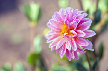 The Dahlia flower of the Aster family (Compound flowers) is pink in color with dew drops or rain on the petals. The concept of gardening, landscaping, drawing for seed packaging. copy space.