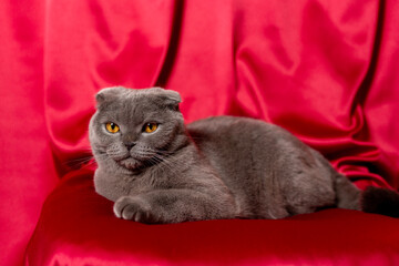 Gray cat on red cloth. Scottish fold cat.