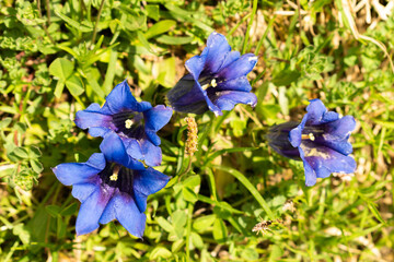 Sareis, Liechtenstein, June 20, 2021 Blue Enzian flower in the alps