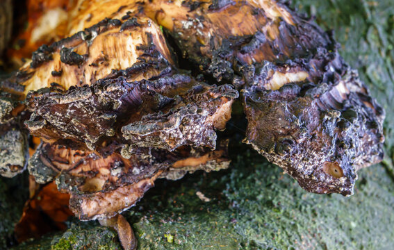 close up of a Chaga mushrooms (Inonotus obliquus) a fungus in the family Hymenochaetaceae. It is parasitic on birch and other trees.