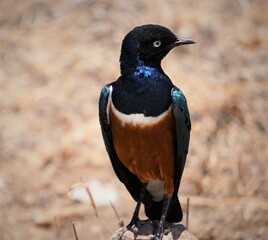  A superb starling bird looking sideways
