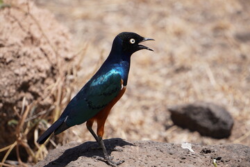  A superb starling with beak open