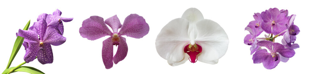 Isolated vanda and hybrid orchid flower with clipping paths.