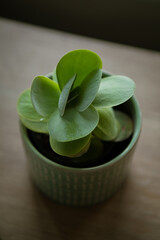 Kalachnoe tetraphylla, paddle plant, succulent, home decoration, indoor plant in the mint green ceramic pot
