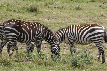 Fototapeta na wymiar A zebra with very different stripes eating together with a normal one.