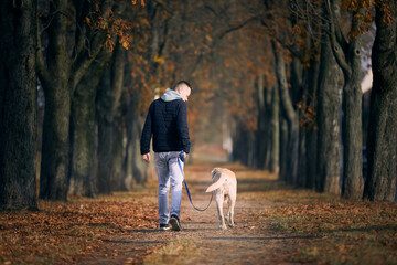 Fototapeta premium Rear view of young man with dog. Pet owner walking with labrador retriever through chestnut alley during sunny autumn day..