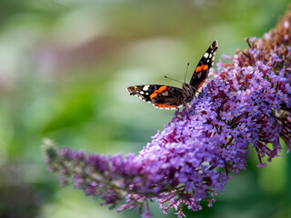Papillon vulcain