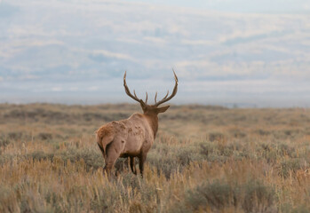 Bull Elk During the Rut in Wyoming in Autumn