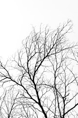 Black and white twigs silhouettes against white background