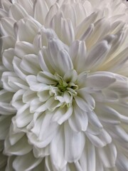 white chrysanthemum flower petals close up