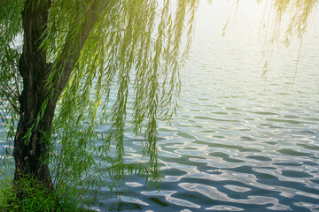 Fototapeta na wymiar Green trees beside the pond in the evening light