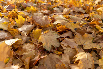 Herbstlaub