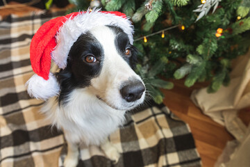 Fototapeta na wymiar Funny portrait of cute puppy dog border collie wearing Christmas costume red Santa Claus hat near christmas tree at home indoors background. Preparation for holiday. Happy Merry Christmas concept.