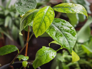 green leaves on a branch