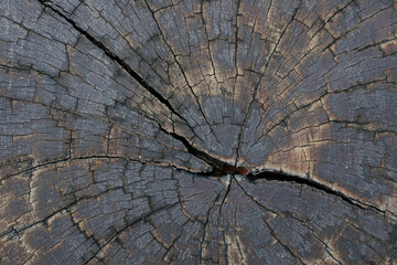The surface of the old stump has cracks.