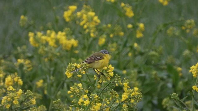Schafstelze (Motacilla flava)