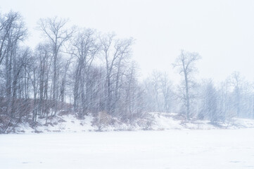 Fototapeta na wymiar Winter landscape of a lake with an oak grove during a heavy snowstorm. Background