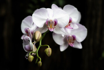 Fototapeta na wymiar close-up Vanda Orchid flower
