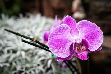 close-up Vanda Orchid flower