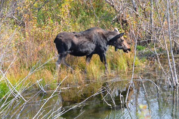 Female moose in Grand Teton National Park looking to enter the river