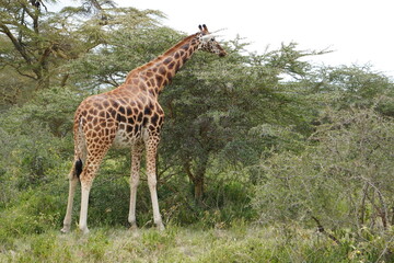  Giraffe eating into the thorns of acacia tree
