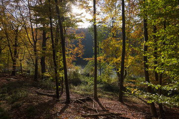 Herbst Wald am Kolksee.