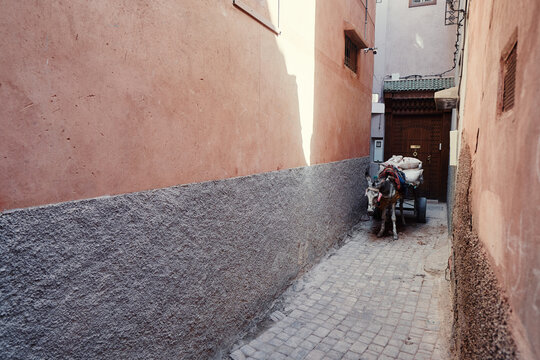 Donkey on old streets of Marakesh medina, Morocco.