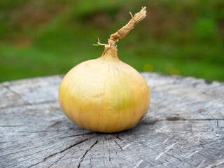 Close-up of an onion bulb lying on a wooden stump. Harvesting concept, selective focus